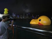 香港黃色巨鴨的一生