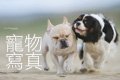 7/21 Donfer 最親密與信任的家人-寵...