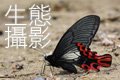 5/26 蝶小小 生態攝影兩日實戰班