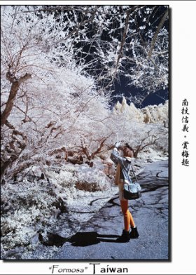 南投信義。梅之鄉