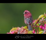 酒紅朱雀 VINACEOUS ROSEFINCH