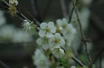 [花季故事]跟蜜蜂賞花去