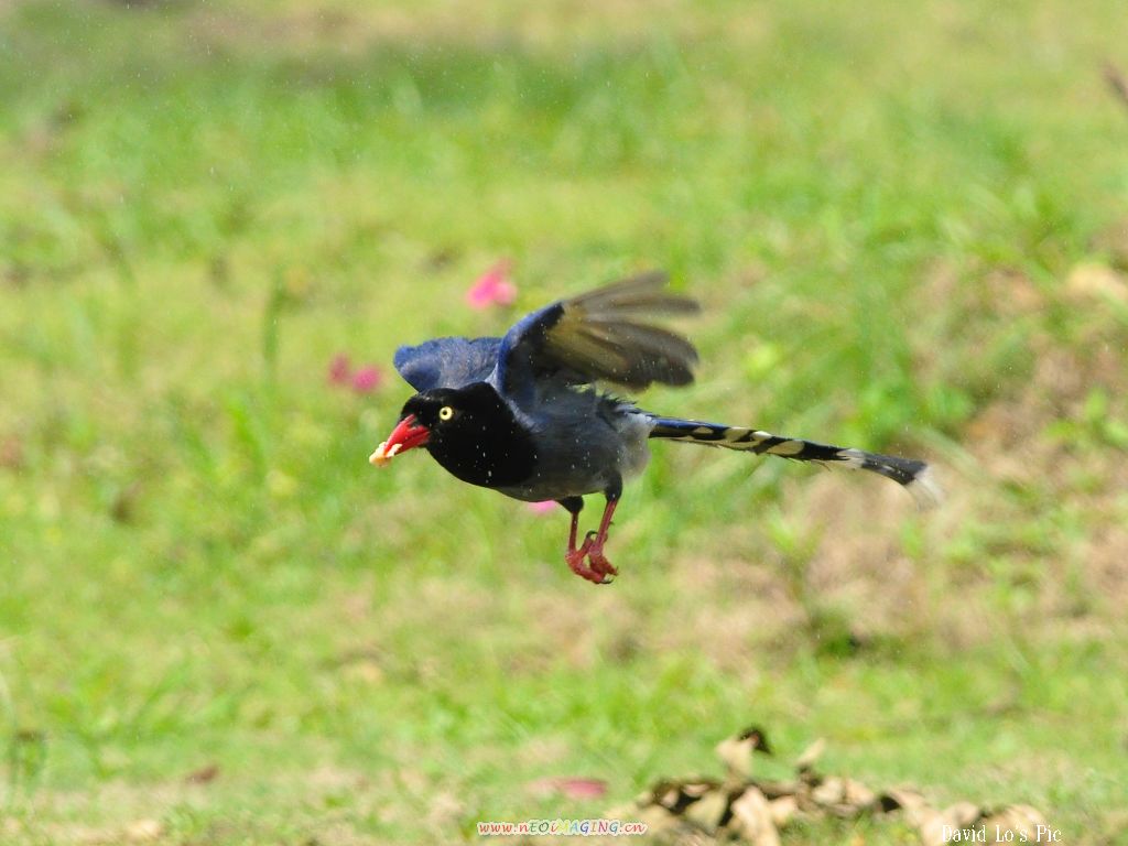 http://i.dcview.tw/gallery/201005/1d65050f40dc1059fdb807165a1f028c.jpg