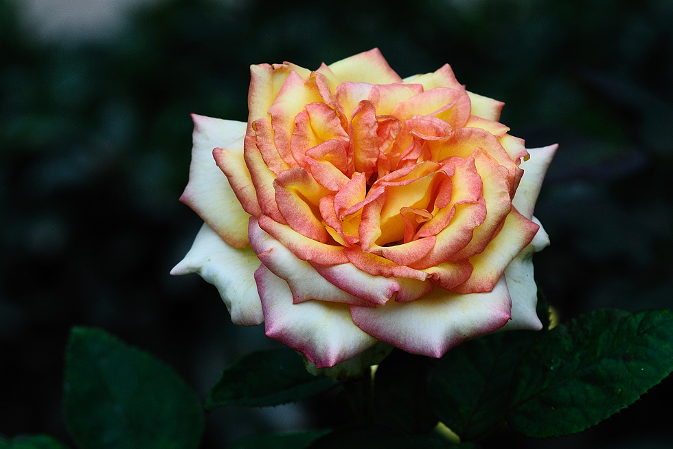 http://i.dcview.tw/gallery/201005/2524c6508c19ee8dac55deb18e6de909.jpg