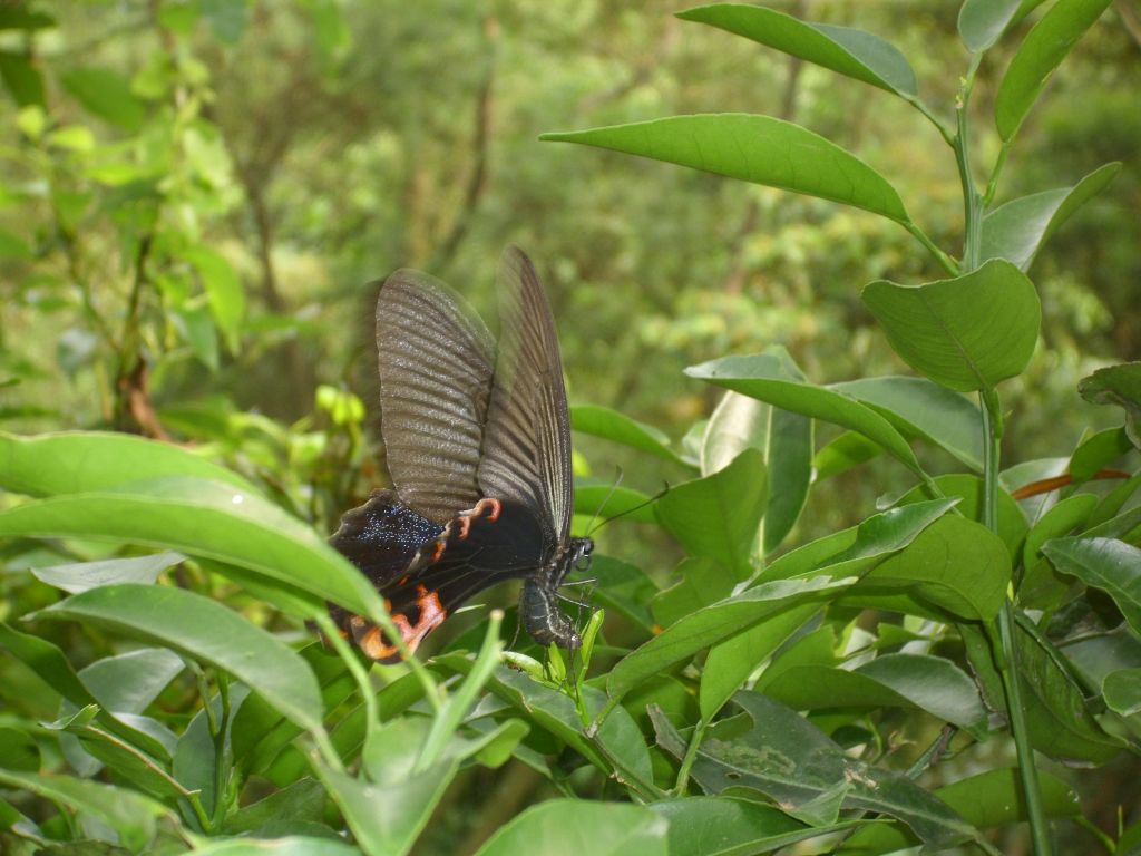 http://i.dcview.tw/gallery/201005/3f32238194fd66a41cb38a2c0a938601.jpg
