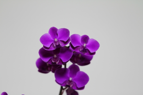 http://i.dcview.tw/gallery/201005/3f4d54e3ff913c1cb51b3df5d471a3f0.jpg