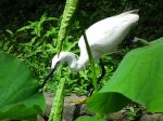 植物園蓮花池的白鷺鷥