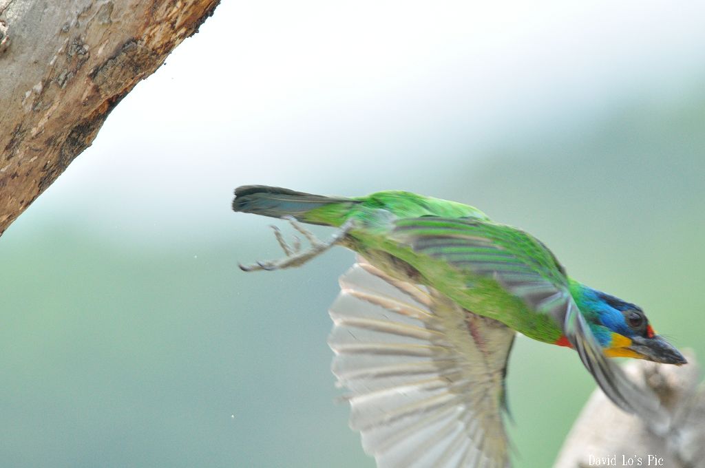 http://i.dcview.tw/gallery/201005/5ef9aacabf390e4f71c618538d856631.jpg