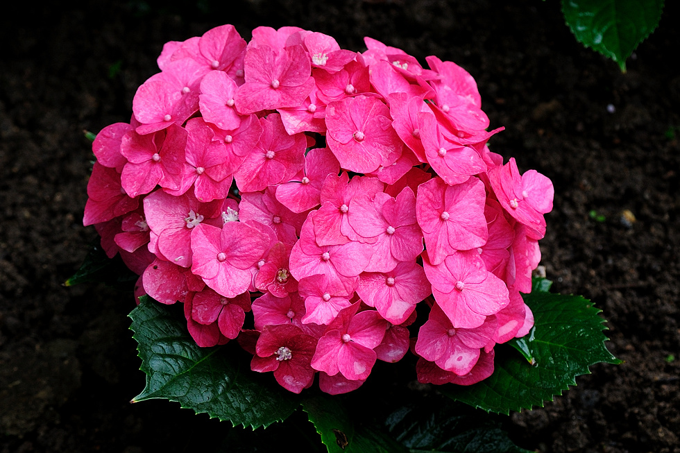 http://i.dcview.tw/gallery/201005/6142a54c98750806947ad69a0da2e0e4.jpg