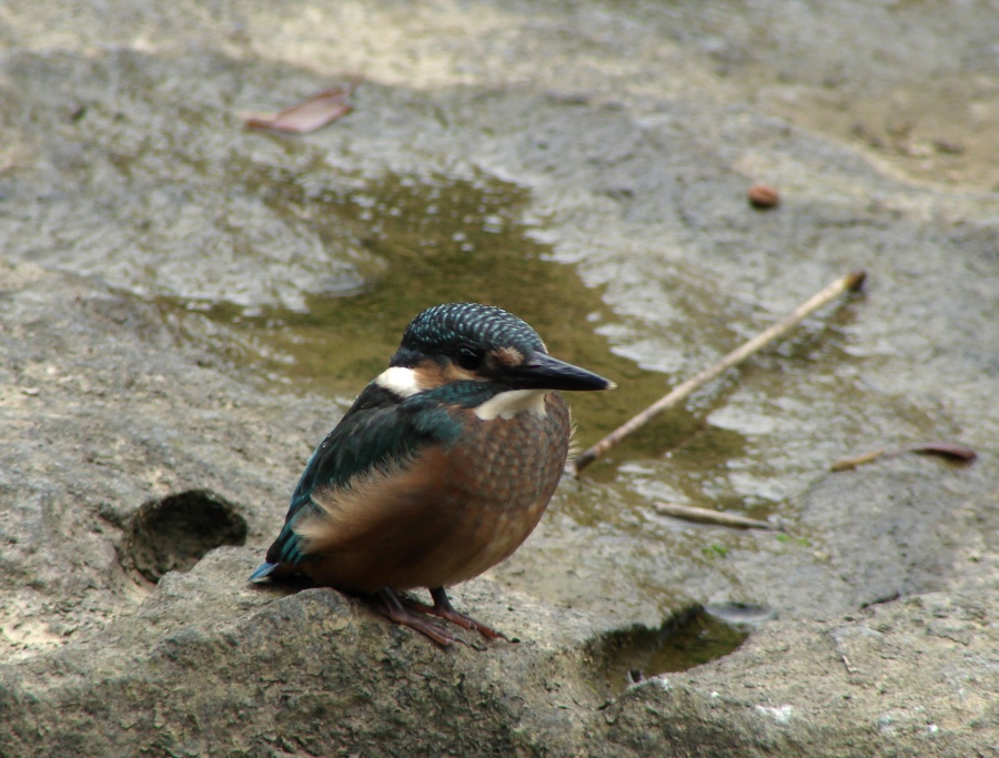 http://i.dcview.tw/gallery/201005/62bc4f70d6b095ce64d57e659d8a7a26.jpg