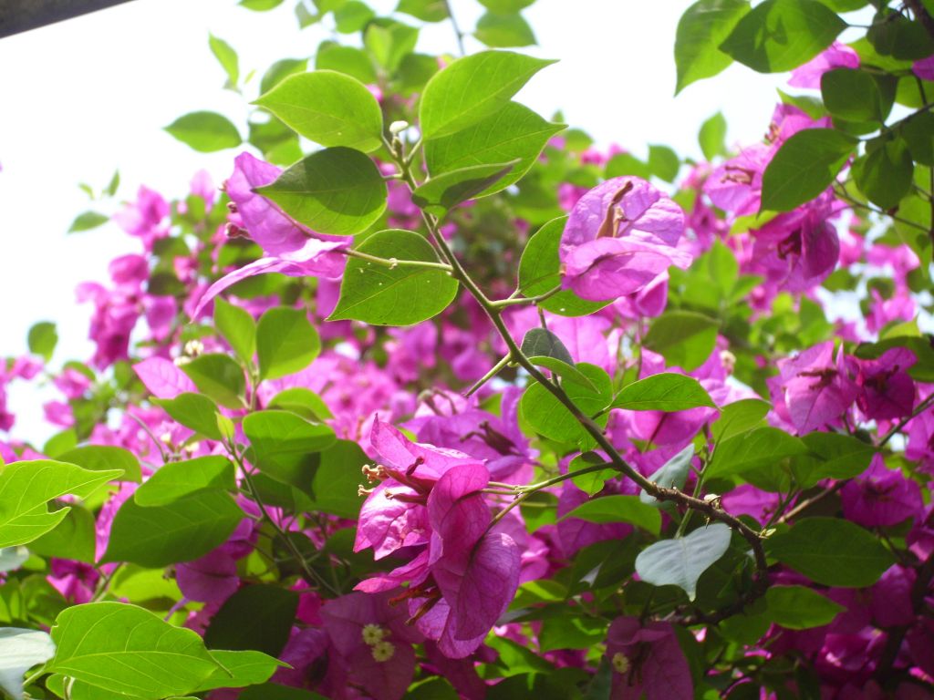 http://i.dcview.tw/gallery/201005/964b89494322b8483faf4ccf8bf2e9f0.jpg