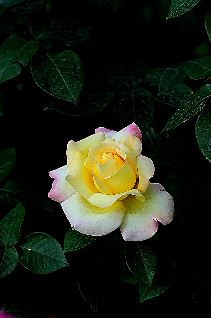 http://i.dcview.tw/gallery/201005/a10693e71c5ccbce12e2a8f089e4ea46.jpg