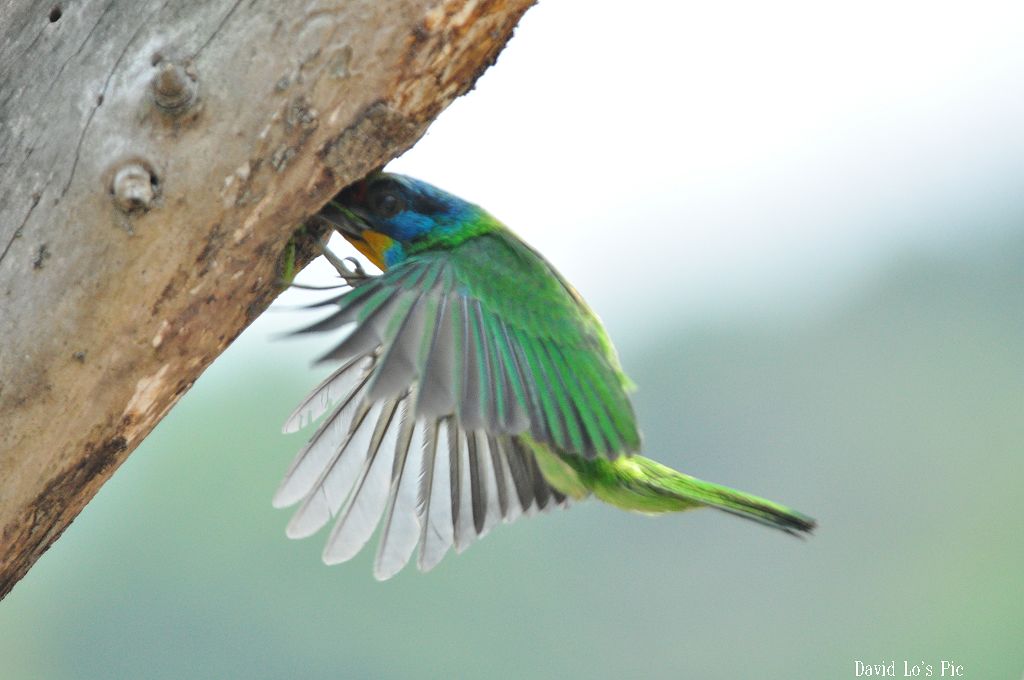 http://i.dcview.tw/gallery/201005/cad3900a0eece26aa9d3e99597d0544c.jpg