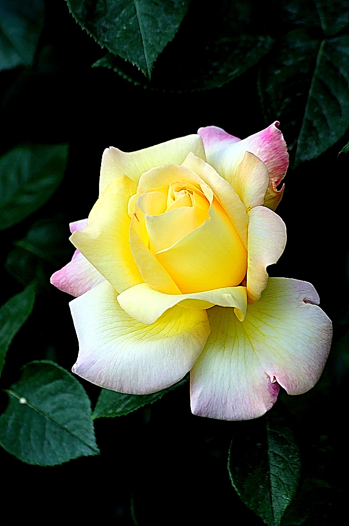 http://i.dcview.tw/gallery/201005/d823727ca0eeb38c7ecd8aa6b9d5596b.jpg