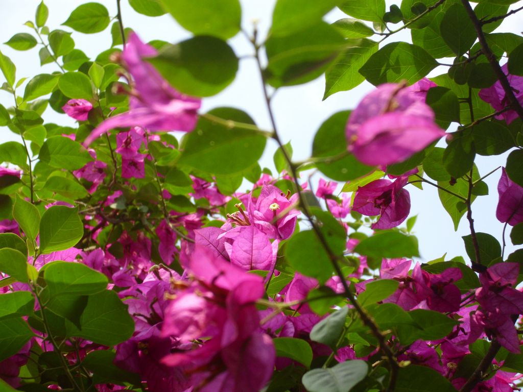 http://i.dcview.tw/gallery/201005/fac224ae2ffeff2cc126046394324b0f.jpg