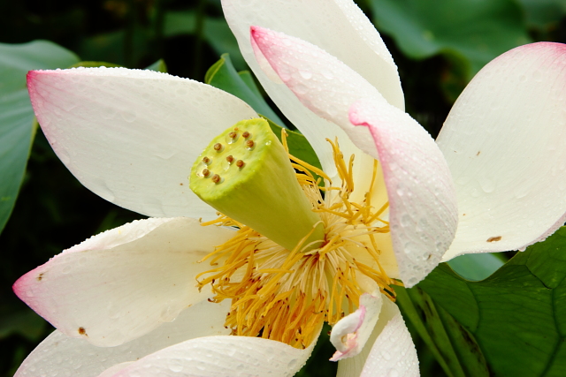 http://i.dcview.tw/gallery/201006/09821b972c3b1e0275fb5d76a9202b13.jpg