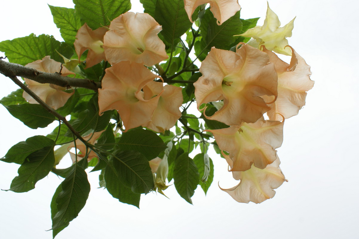 http://i.dcview.tw/gallery/201006/1301fa65ef47183e45b19c41e27fe042.jpg