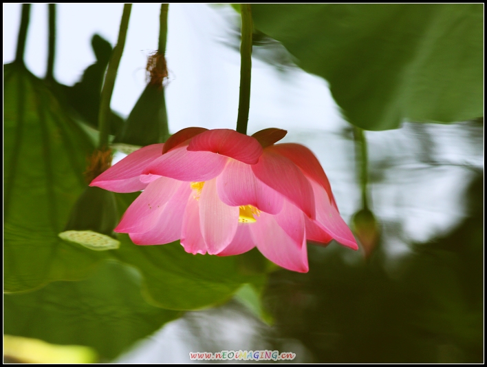 http://i.dcview.tw/gallery/201006/1760781013c00f046fc55fd145e0270b.jpg