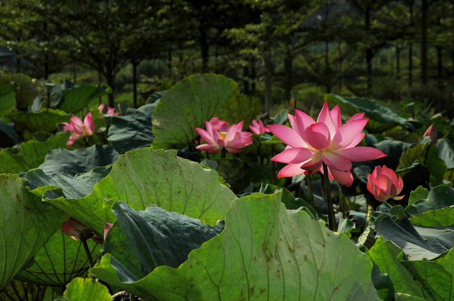 http://i.dcview.tw/gallery/201006/18daab19a7135abf763ae14630e6d4a1.jpg