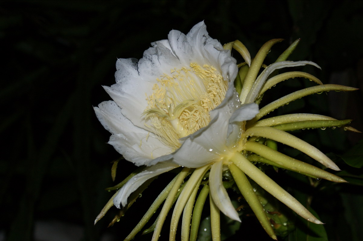 http://i.dcview.tw/gallery/201006/1f1e12033e12eaff849406451c596c3b.jpg