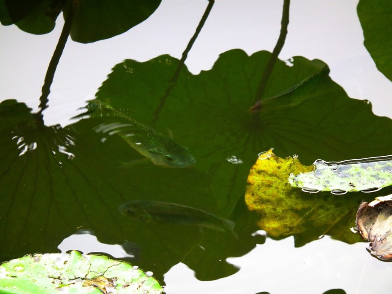 http://i.dcview.tw/gallery/201006/1f4aeffce91016d8aa552fd49cac7cb3.jpg