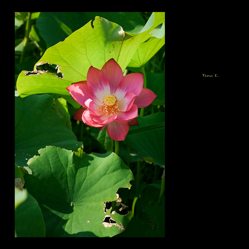http://i.dcview.tw/gallery/201006/2cf9fe0e051e796587dbbcc555f72dd9.jpg