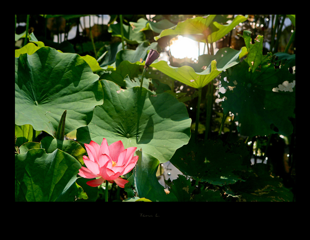http://i.dcview.tw/gallery/201006/3c8e7bf44825cc8b591a42b8d9af66de.jpg
