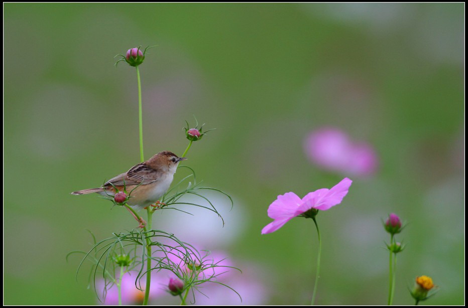http://i.dcview.tw/gallery/201006/3f58e857e6a3ed7c14dadd138859646e.jpg
