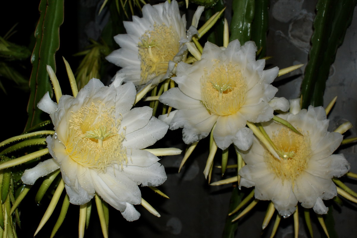 http://i.dcview.tw/gallery/201006/763744893c169e67024505207f15c09c.jpg