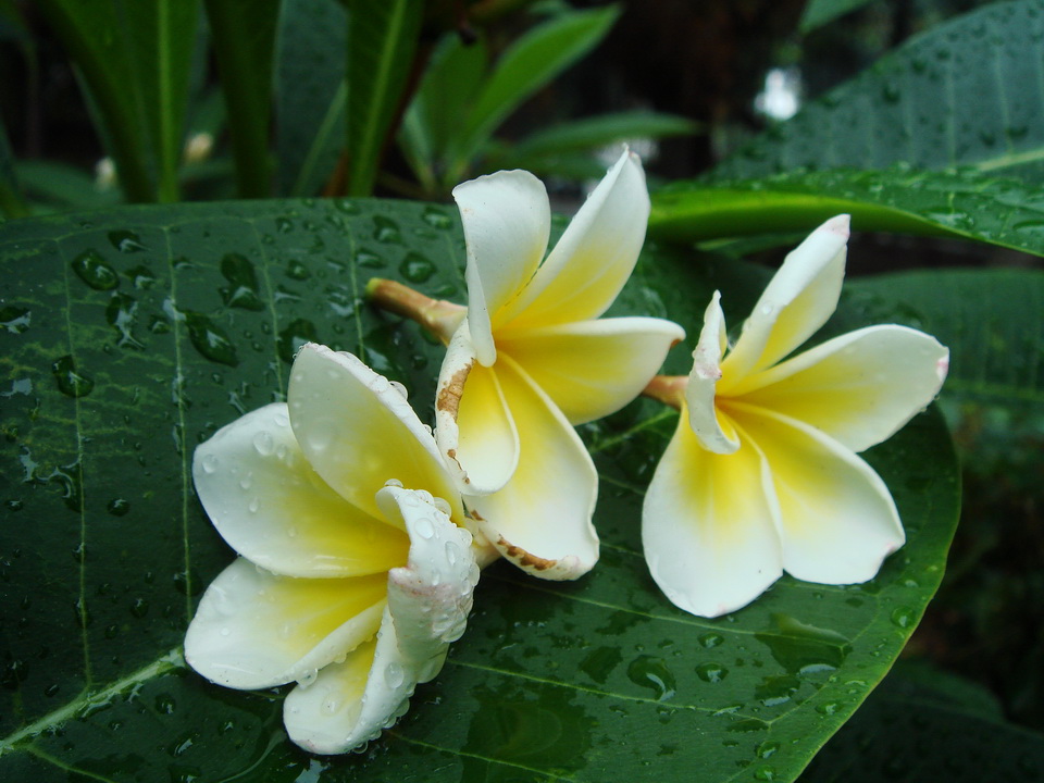 http://i.dcview.tw/gallery/201006/7a7c39ae0053aecc4b25e591ccd5fb47.jpg