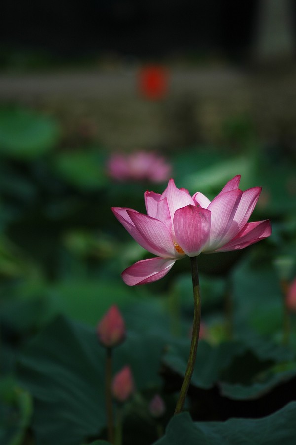 http://i.dcview.tw/gallery/201006/7d18c5c3228391f49c9ae59b5bc57d16.jpg