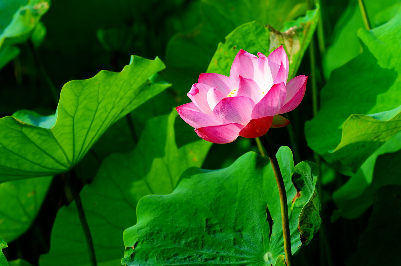 http://i.dcview.tw/gallery/201006/7d3b416609ae691f86045879449f2038.jpg
