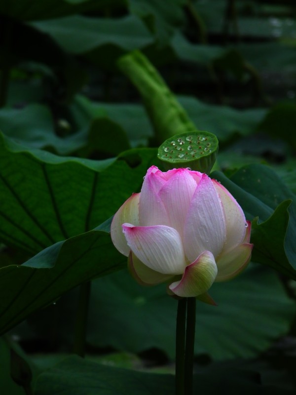 http://i.dcview.tw/gallery/201006/7f89a12271bf93245347dd4f1ee1d9f3.jpg