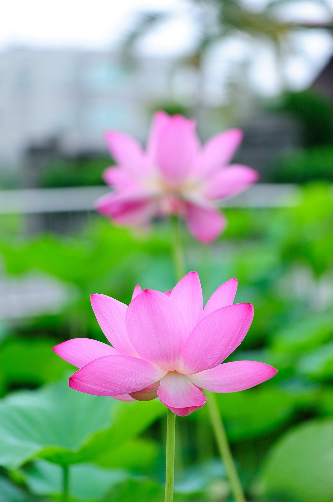 http://i.dcview.tw/gallery/201006/86179dd96670a4ad84a1189d0b5826d6.jpg