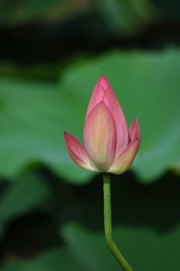 http://i.dcview.tw/gallery/201006/89398250b2cd506ae12e0d384090e0de.jpg
