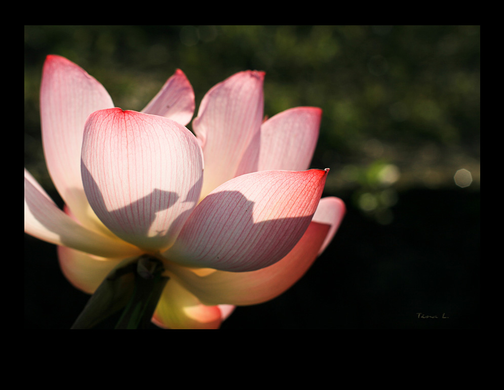 http://i.dcview.tw/gallery/201006/8ff8a31f59b795f8da935bb7e342aa27.jpg