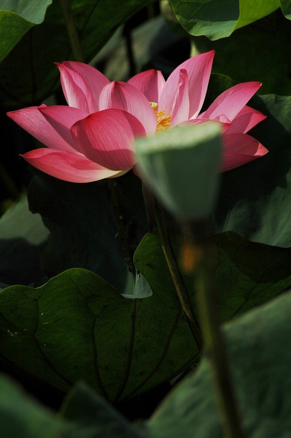 http://i.dcview.tw/gallery/201006/9104893c3d8f9ad1d9858ab560faf099.jpg