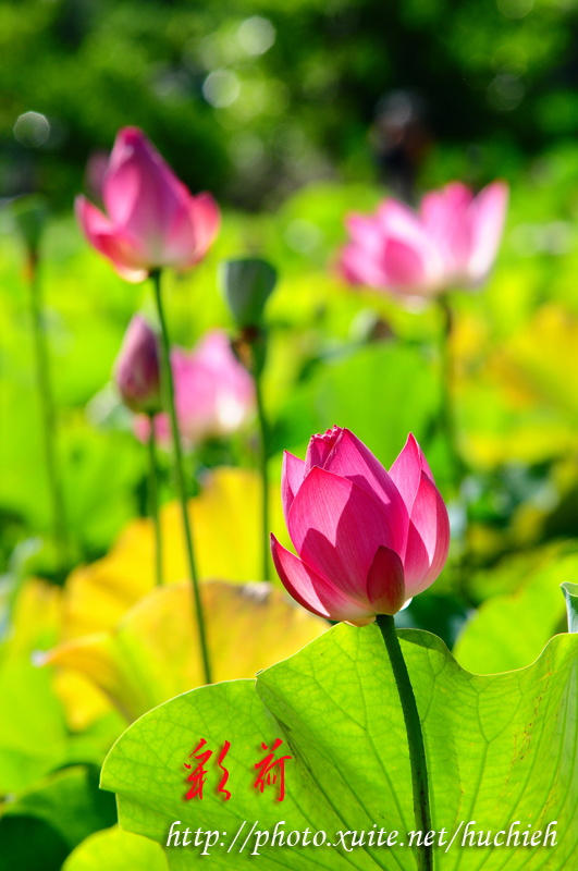 http://i.dcview.tw/gallery/201006/941f98c575131c3a9fdb257d60ea48c8.jpg