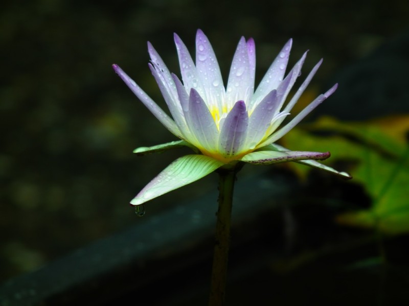 http://i.dcview.tw/gallery/201006/9b5774e228b4f110d67ba1cfc36e7a34.jpg