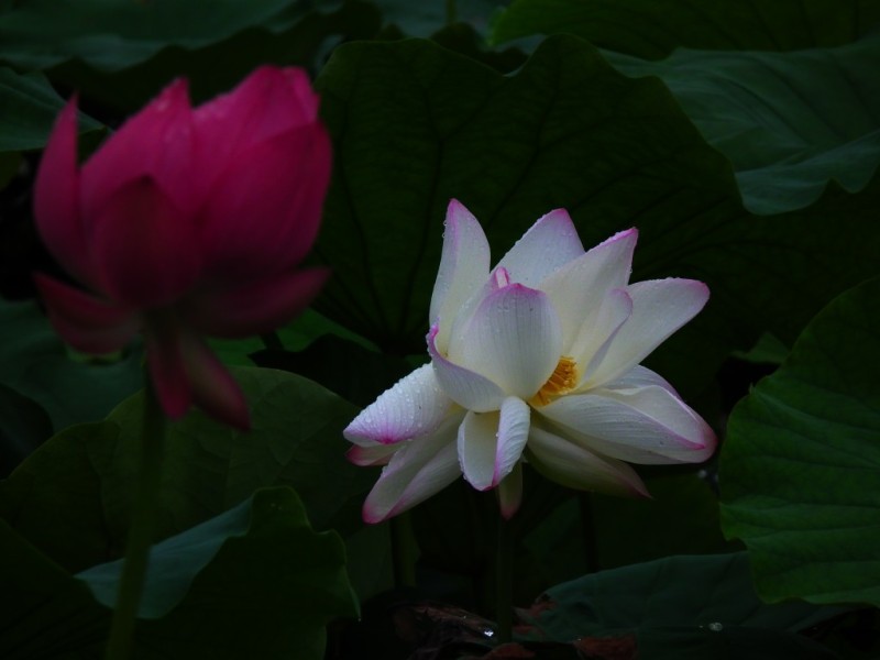 http://i.dcview.tw/gallery/201006/9d6e4897b2f02bace34978200e17d0a2.jpg