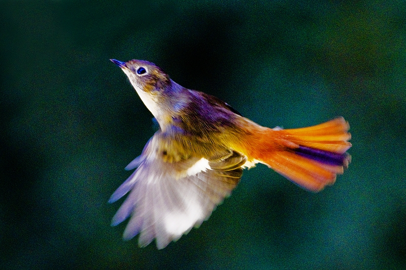 http://i.dcview.tw/gallery/201006/af5311c04a2990ed56723917288c6271.jpg