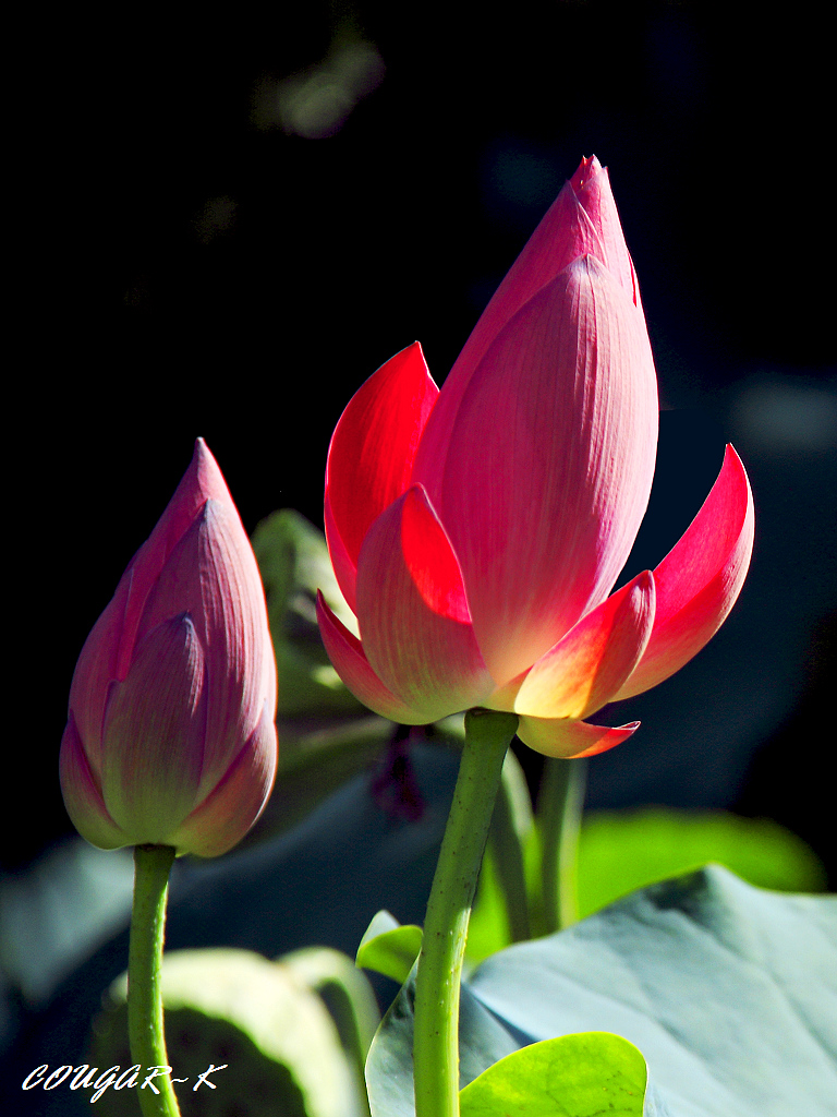 http://i.dcview.tw/gallery/201006/c6f0a48c881ef980b3b6ea86d4c46578.jpg