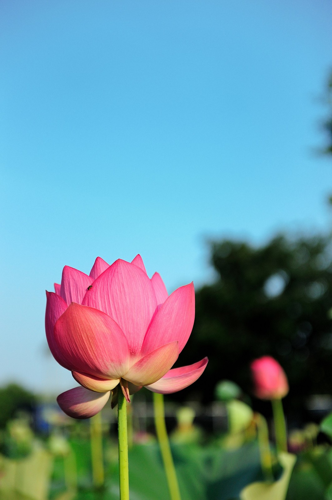 http://i.dcview.tw/gallery/201006/c9e82670060f8286fe11f18e2ce88fa3.jpg