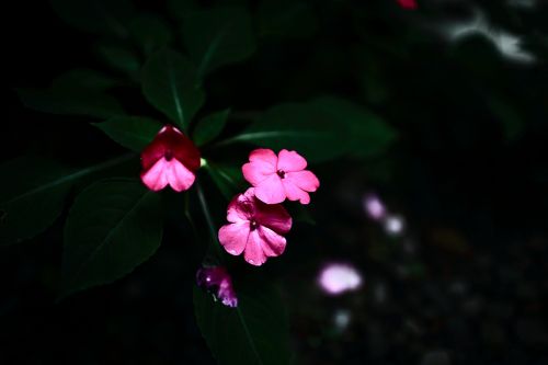 http://i.dcview.tw/gallery/201006/cfcc56f4c375c2fac7cb7cc9689107cc.jpg