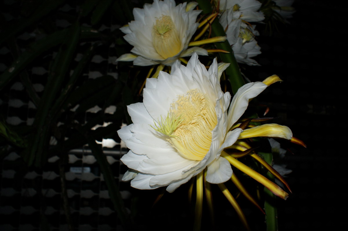 http://i.dcview.tw/gallery/201006/dfecfda94f1847cbe567b944e2d7c1a3.jpg