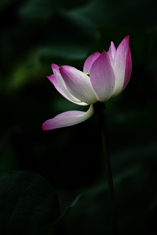 http://i.dcview.tw/gallery/201006/e5755bc4b1c8bfc76a53c24d3bd6618d.jpg