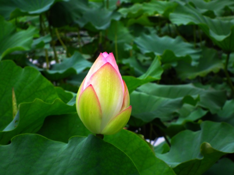 http://i.dcview.tw/gallery/201006/e83898654c631073f2b61d4c52d76ce4.jpg