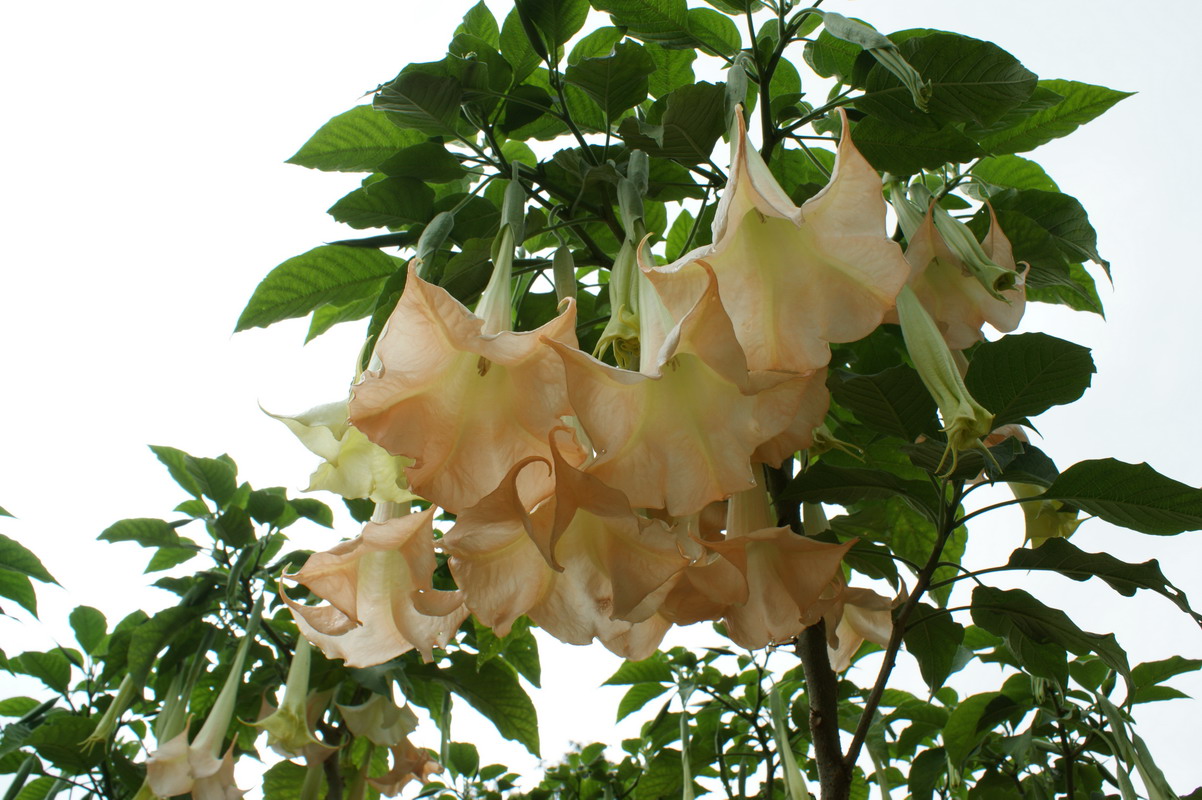 http://i.dcview.tw/gallery/201006/f0c82154d092339ee11ce3edec2c684c.jpg