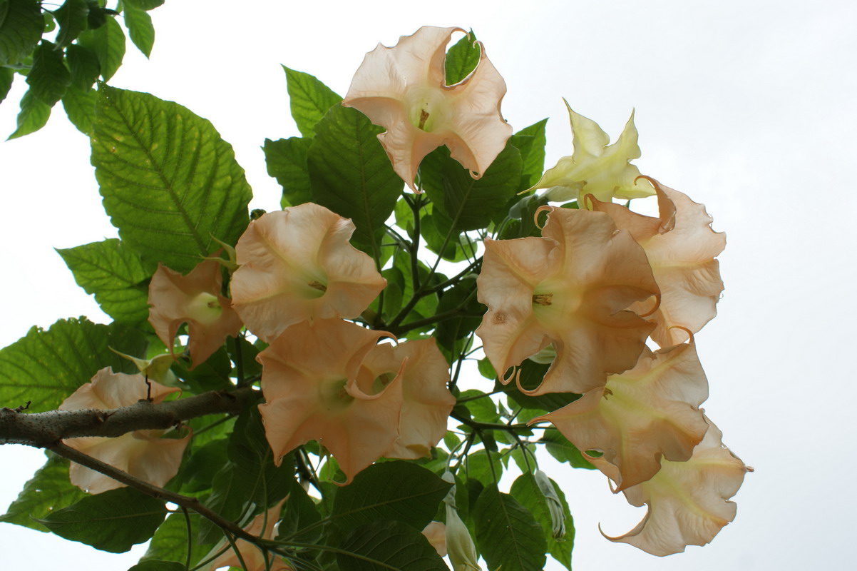 http://i.dcview.tw/gallery/201006/f7a06c418c8de66807cd838f8416f9dd.jpg