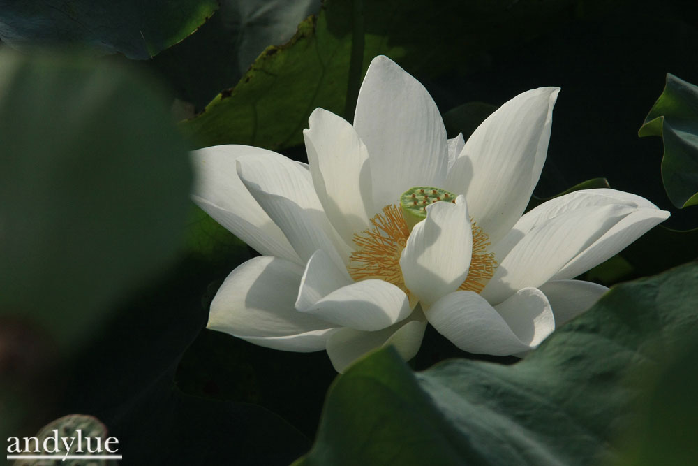 http://i.dcview.tw/gallery/201006/ff5cb9137b88326a5174c58e78ff533f.jpg